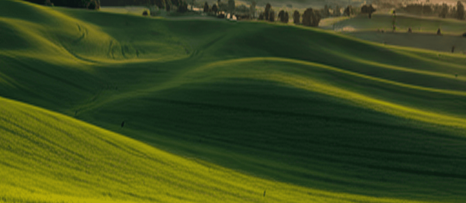 Green fields background